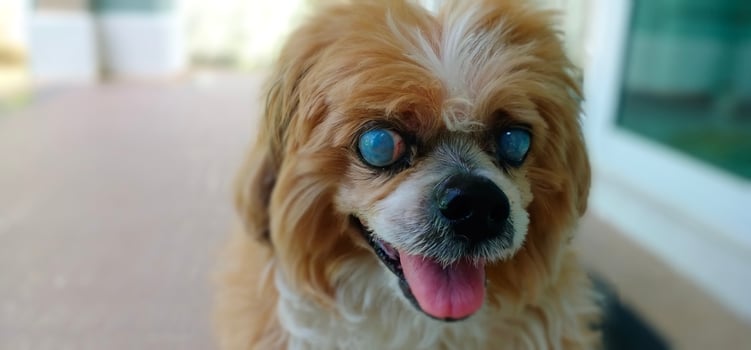 Close-up photo of a Lhasa Apso dog with cataracts.