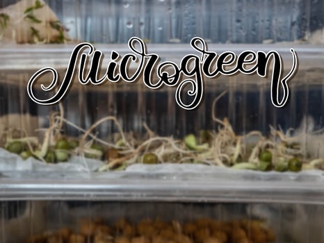 Lettering on Microgreens growing background.  micro green sprouts seedling photo