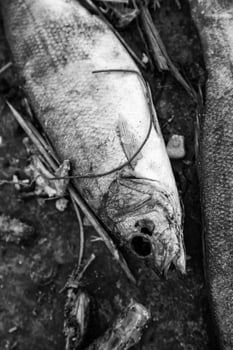 Dried fish in the garbage photo