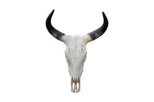 19 White bison skull with black horns isolated on a transparent background photo