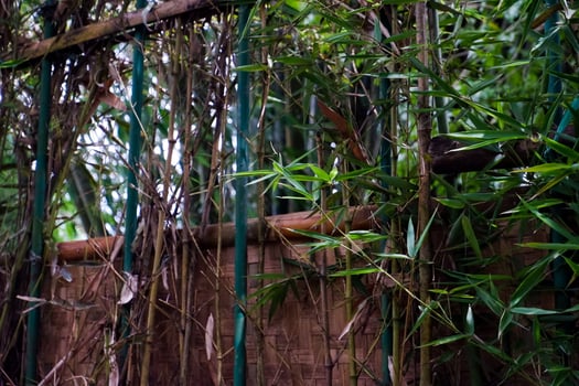 Selective focus of bamboo leaves used as fencing decoration. photo