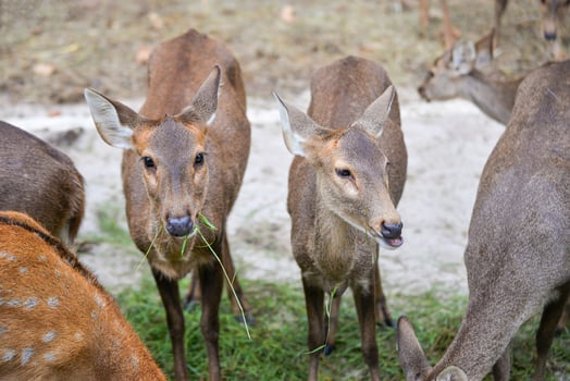 Deer graze in the national park photo