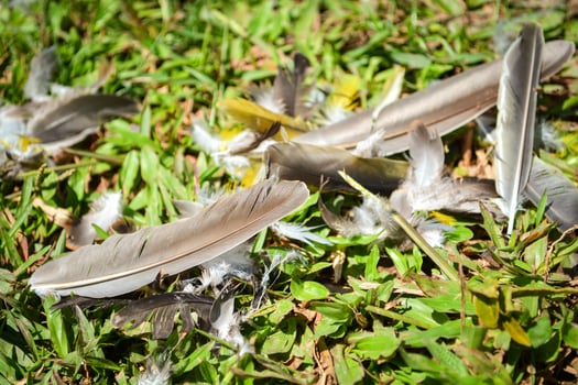 Bird feather yellow, gray and black fall on floor grass in nature from bird hunter photo