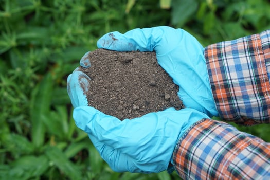 Closeup gardener hands holds natural compost soil in garden. Concept, inspect soil quality to find the best for growing plants. Agriculture. photo