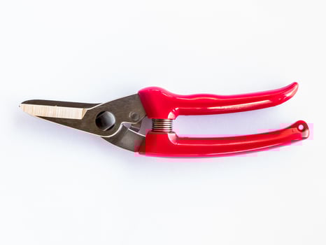 Red garden secateurs isolated on a white background photo