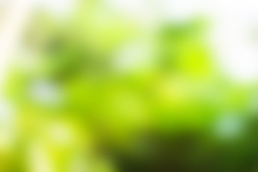 green leaf bokeh blur in garden photo