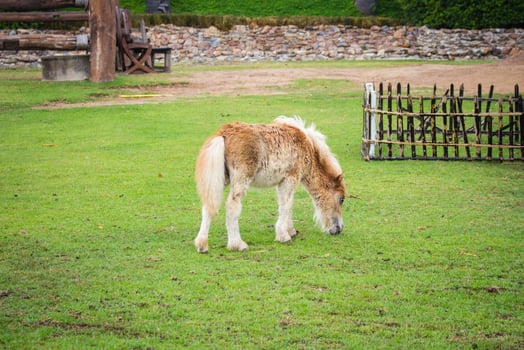 little horse on field green grass photo