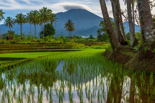Beautiful morning view indonesia Panorama Landscape paddy fields with beauty color and sky natural light photo