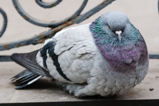 portrait of a beautiful dove photo