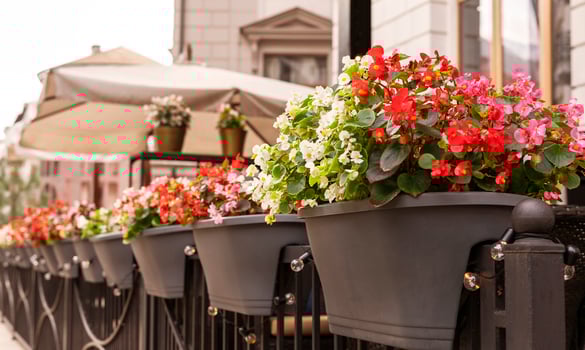 Begonia cucullata pink red and white flowers in outdoor pots landscaping city gardening potted flowering plants greenery concept botanical wax begonia and clubed begonia photo