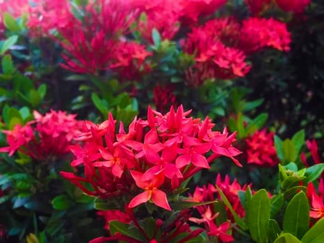 Red Santan Flower photo