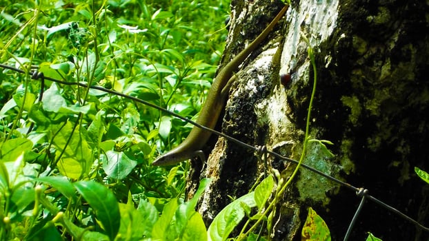 Green Skink in the grass photo