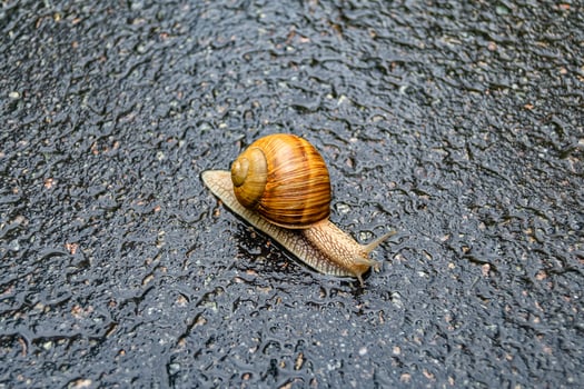Big garden snail in shell crawling on wet road hurry home photo