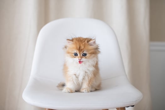 longhair british kittens with open mouth photo