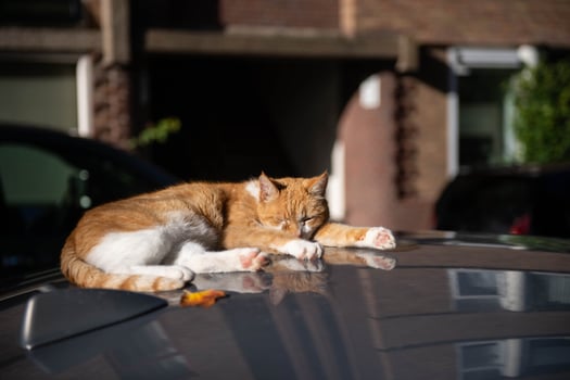 A red-haired cat is lying and sleeping on the roof of a car photo