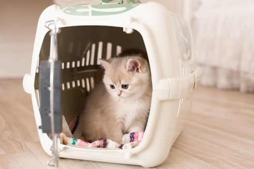 long-haired British kittens in a carrier photo
