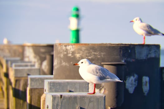 Seagull on the jetty at the Baltic Sea by the sea. Lighthouse in the background photo