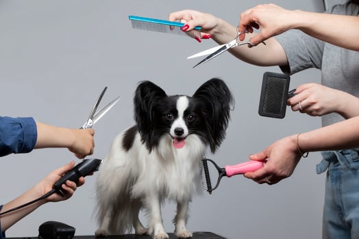 Professional dog care in a specialized salon. Groomers hold tools in their hands on a gray background. Papillon dog on the background of a grooming tool. photo