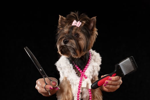 Professional dog care in a specialized salon. Groomers hold tools in their hands on a black background. Yorkshire terrier on the background of a grooming tool. photo