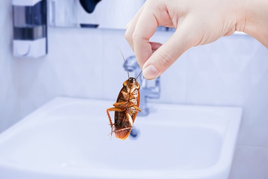 Hand holding cockroach with restroom bathroom background, eliminate cockroach in house, Cockroaches as carriers of disease photo