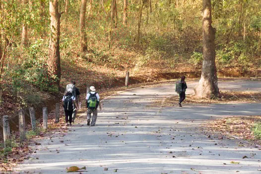Group of friends walking with backpacks in the asia forest  autumn season from back. concept adventure and travel tourism photo