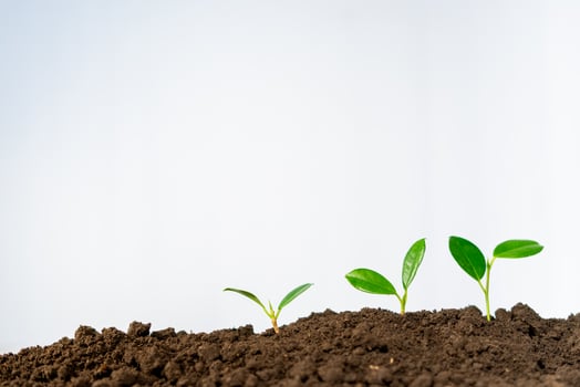 The process of growing plant photo