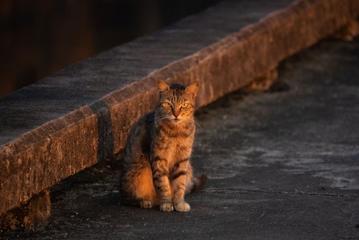 A brown cat sitting and morning sunlight photo