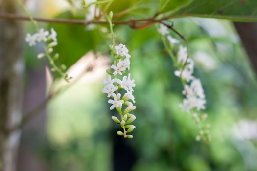 Florida fiddlewood, Spiny fiddlewood or Citharexylum spinosum bloom and has a soothing aroma on tree in the garden on blur nature background. photo