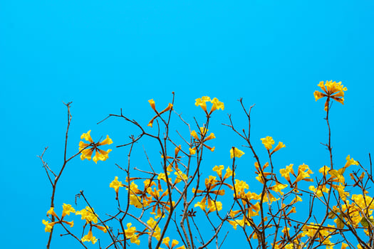 Golden Tree flowers on the daytime blue sky background, yellow flowers. The cup-shaped calyx is hairy brown. The petals are connected to form a trumpet-shaped tube. Nature background concept photo