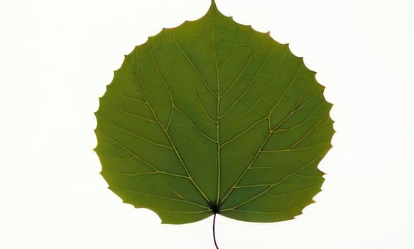 big leaf on white background photo