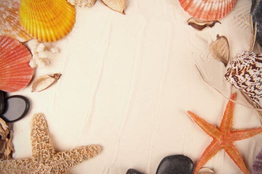 Tropical shell background photo