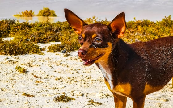 Mexican brown russian toy terrier dog playful on beach Mexico. photo