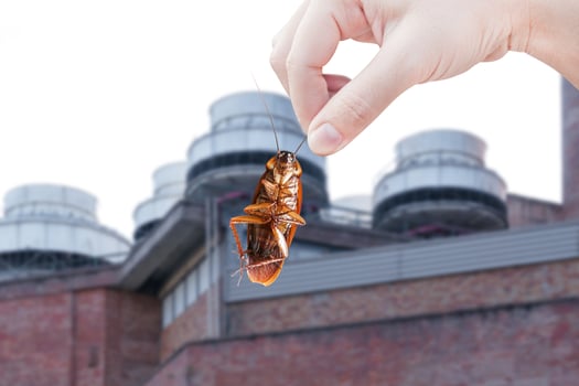 cockroach with building, eliminate cockroach in building, apartment, house, city, Cockroaches as carriers of disease eliminated idea get rid of insects and put insect protection systems photo