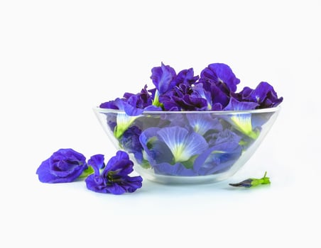 beautiful butterfly pea flower photo