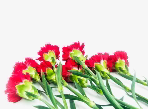 bunch of red carnation photo