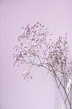 Purple gypsophila flowers stand in a vase on a lilac background photo