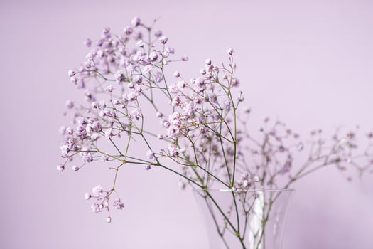 Purple gypsophila flowers stand in a vase on a lilac background photo