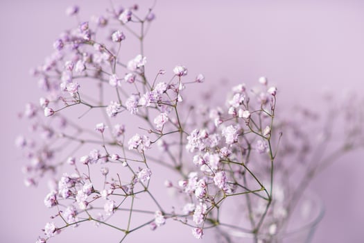 Small purple and white gypsophila flowers stand in a vase on a lilac background photo