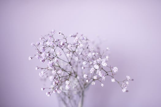 Small purple and white gypsophila flowers stand in a vase on a lilac background photo