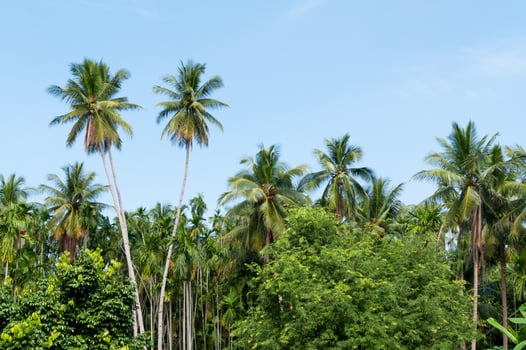 Beautiful two coconut palms trees in the Tropical forest with blue sky at Island in Thailand photo