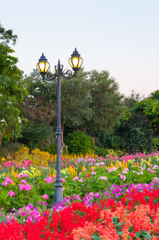 street lighting of lanterns in  park  with flowers photo