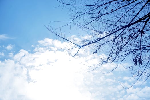 Look up view and silhouette of tree branches on bright blue sky and sun light with cotton white cloud background. photo
