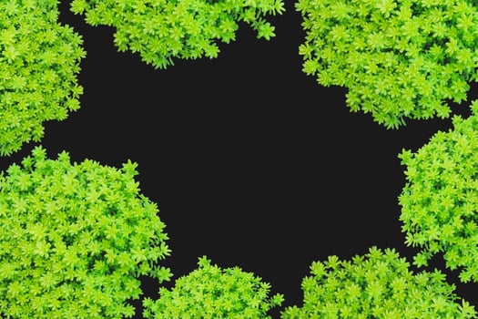 Top view of small green plant isolated on black background. photo