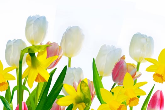Bright colorful spring flowers of daffodils and tulips isolated on white background. photo