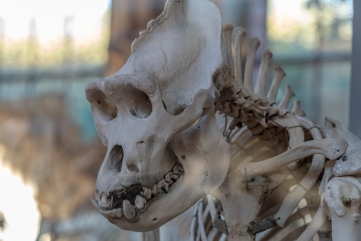 Gorilla skull skeleton photo