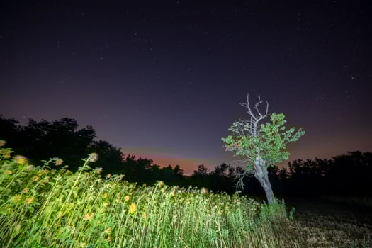 Sunflower field at star night photo