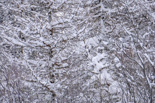 snow hiking forest panorama landscape mountains of Santa Caterina valfurva italian Alps in winter photo