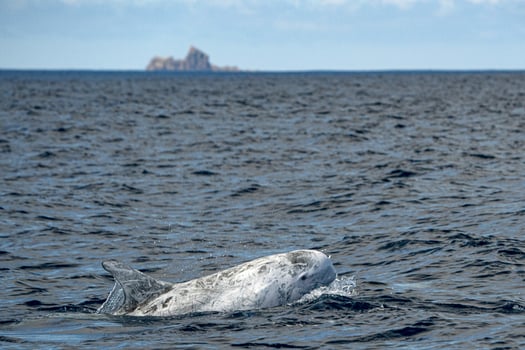 Risso Dolphin Grampus in Atlantic ocean photo