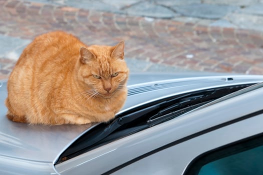 A cat sitting on a car looking  at you photo