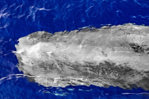 Sperm Whale at sunset in mediterranean Sea photo